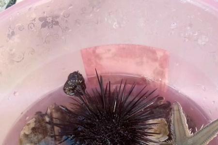 海参和海胆哪个贵
