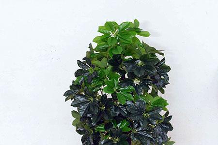 客厅门口适合放什么植物