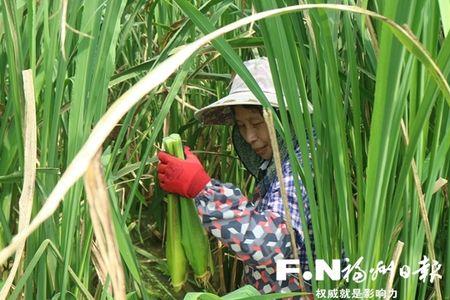 茭白叶子能喂牛吗