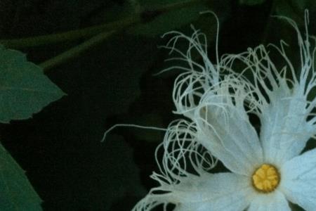 竹子下生长的白花是什么花