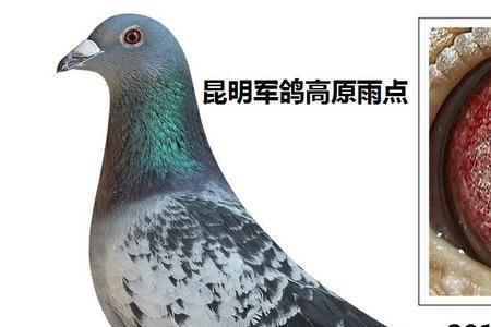 军鸽与信鸽的区别
