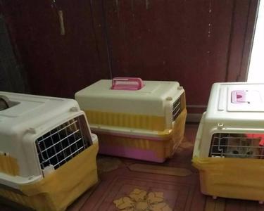 幼犬托运到家几天可以恢复好