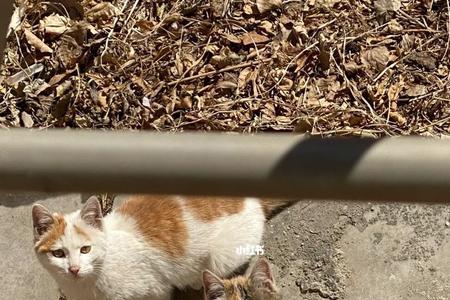 为什么家里的猫和外面的猫玩