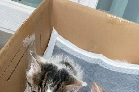 可以几只猫共用猫包吗