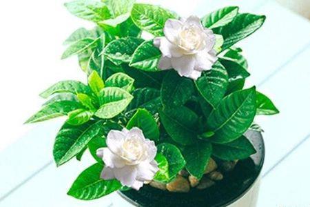 虎头栀子花好不好养