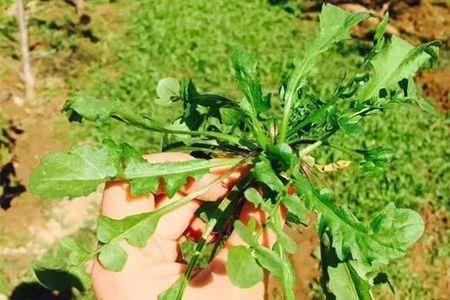 荠菜与拟南芥区别