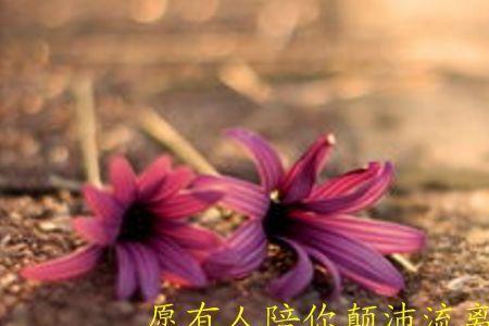 剩下的人生经典语录