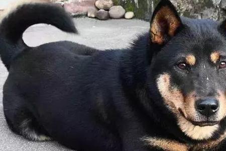 中华田园犬的号召力