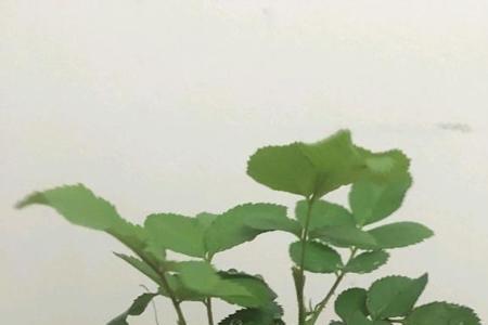 胭脂扣为什么只长枝条不开花