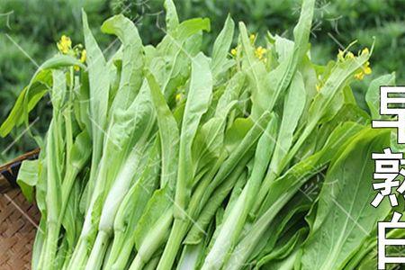 像白菜心是黄的是什么菜