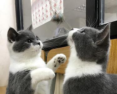 英短蓝白怀孕特点