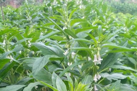 芝麻开花是什么意思