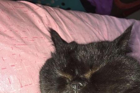 猫咪死后不闭眼是为什么