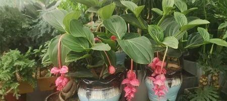 宝莲灯的叶子掉落怎么回事夏天
