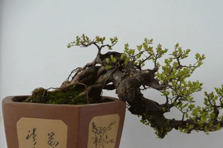 雀梅怎么识别