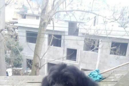 泰迪蝴蝶串串长大后什么样子