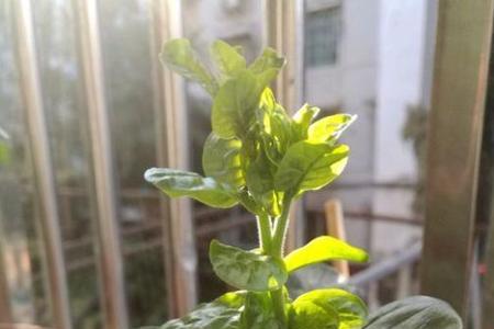 茉莉花几月发新枝