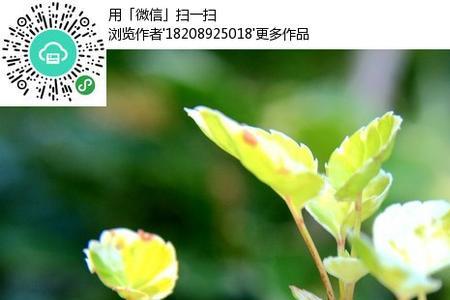 树枝上长满嫩芽那是春天的什么