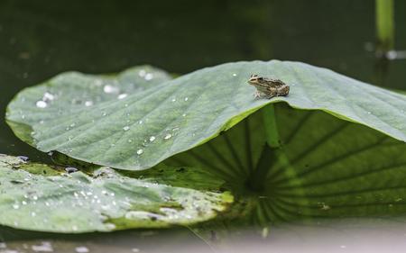 青蛙为什么不要雨伞