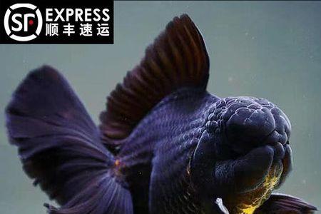 偷偷发活体走顺丰被查吗