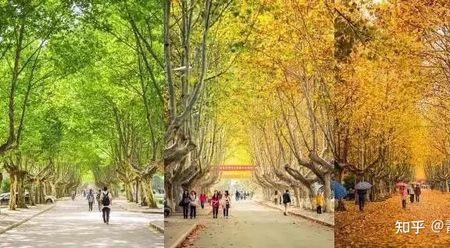 南京农业大学男女比例