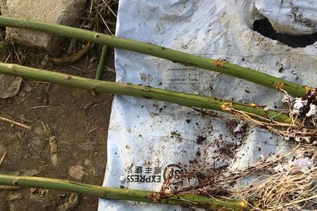 下雨天移栽需要浇定根水吗