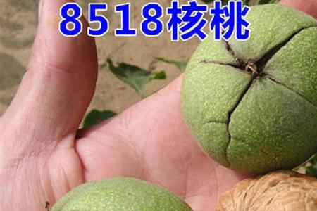 核桃一年四季都有卖的吗
