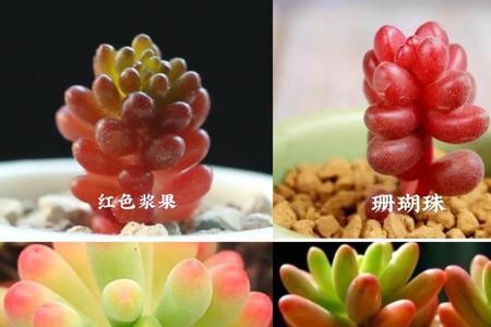 多肉的果实像什么