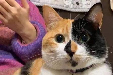 为什么三花猫生出狸花
