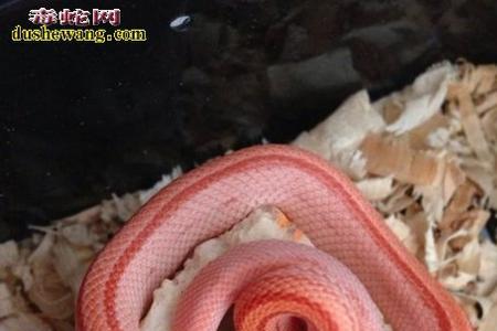 玉米蛇成体有多大