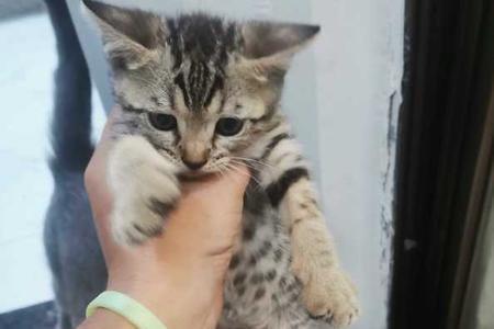 虎斑猫成年公猫正常体重