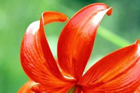 白花贵子什么意思