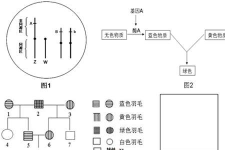 等位基因的来源