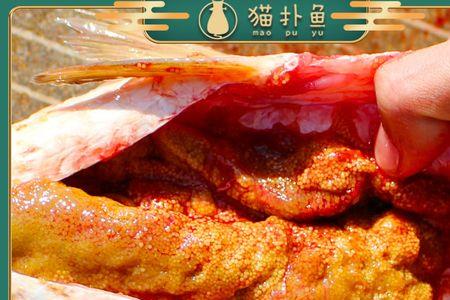 正宗莱州针良鱼鱼籽做法
