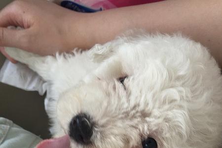 小比熊为什么两只眼睑不一样