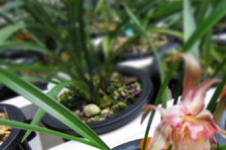 春兰下花最佳时间