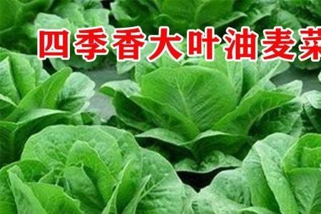 立冬以后油麦菜还能种吗