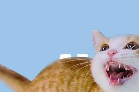 猫咪免疫是什么意思