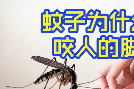 蚊子20度为什么不咬人