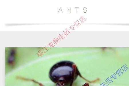 全异巨首蚁和全异盲切叶蚁