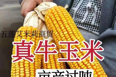 鲁星702玉米是高产种子吗
