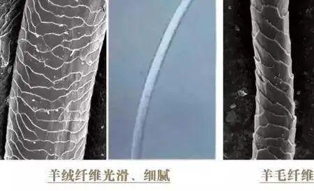 绵羊毛和超细羊毛有什么区别