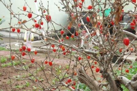 枸杞花盆选择