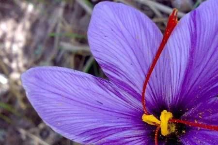 藏红花一年开几次花