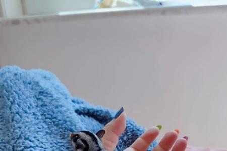 蜜袋鼯妈妈多久不喂奶