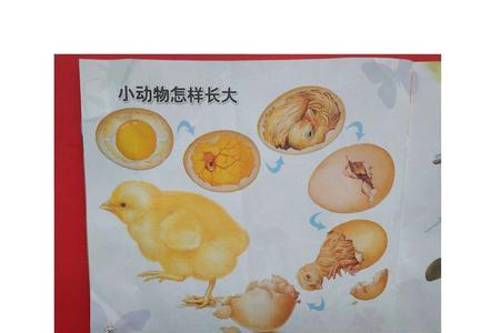 胎生动物的一生经历