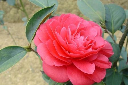 赤丹茶花什么品种最好