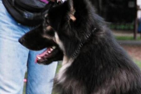 夏洛伊牧羊犬是什么犬杂交的