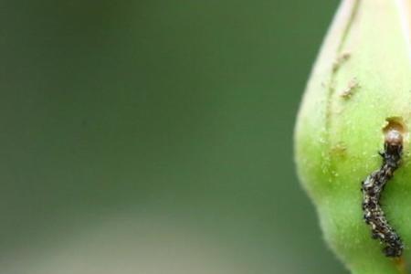 青玉花叶子有绿虫子怎么回事