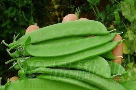 湖南露天种荷兰豆最佳时间
